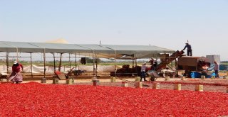 Şanlıurfada İsotun Üretim Serüveni Başladı