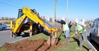 Büyükşehir 220 günde 5 bin ağaç dikti