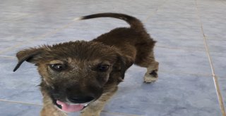 Zifte Bulaşmış Yavru Köpek Veteriner Hekimler Tarafından Temizlendi