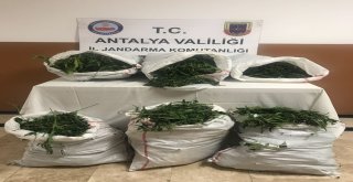 Alanyada 32 Kilogram Esrar Ve 617 Kök Hint Keneviri Ele Geçirildi