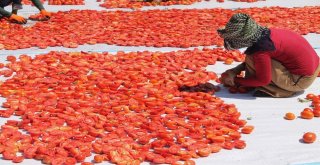 Manisanın Kurutulmuş Domatesleri Dünya Pazarında