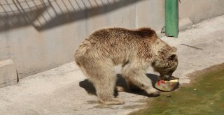 (Özel) Sıcak Havadan Etkilenen Hayvanlar Buzlu Kokteylle Serinletiliyor