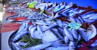 Yasak Bitti, Bilecikte Balık Tezgahları Şenlendi