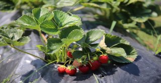 Vali Hanım Çileğinin İlk Hasadını Vali Hanım Yaptı