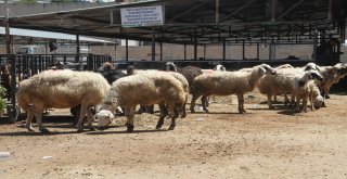 Elazığda Kurbanlıklar Pazara İndi