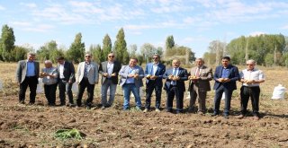 Sivasta 60 Bin Ton Patates Hasadı Bekleniyor