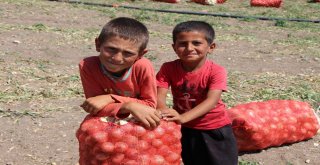 Bu Yaza Damgasını Vuran Soğan Tam Bir Şifa Deposu