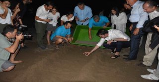 Bakan Kurum Caretta Carettaları Denizle Buluşturdu