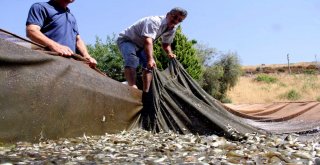 Baraj Ve Göletlere 2 Milyon 750 Bin Yavru Balık Bırakıldı