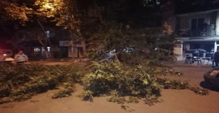 Kırılan Ağacın Dalları Caddeyi Trafiğe Kapattı