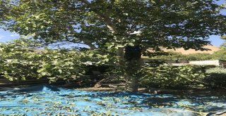 Adilcevazda Ceviz Hasadı Başladı