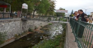 Niksarda Balık Ölümleri Vatandaşları Korkuttu