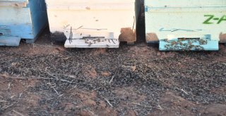 Şanlıurfada Arı Ölümleri