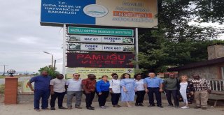 Türk Pamuğu Mozambikte De Yetişecek