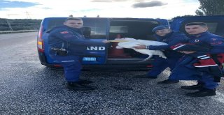 Jandarma Bu Kez Pelikan Yakaladı