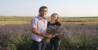 Lavanta Denemelerinden Başarılı Sonuç