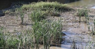 Meriç Ve Tunca Nehirlerinin Su Debileri Dip Seviyelere Düştü