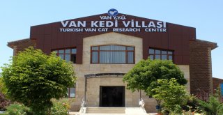 (Özel) Vanda Yüzücü Kediler Yetiştirilecek