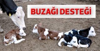 Buzağı Desteği İçin Son 2 Gün