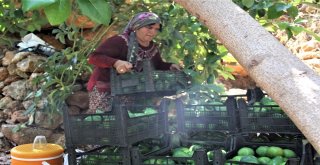 Avokado Üretiminde Hedef 40 Milyon Adet