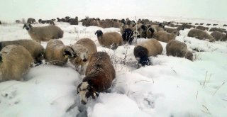 Erzincanda Kar Nedeniyle Koyun Sürüleri Yaylada Mahsur Kaldı
