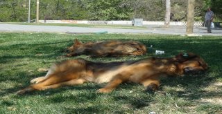 İstanbul Sıcaktan Kavruldu