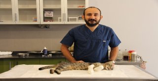 İsmi Kadar Şanslı Olamadı