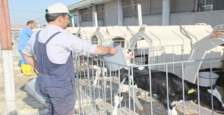 Afyonkarahisarda Avrupa Standartlarında Süt Üretiliyor