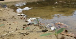 Kütahyada Esrarengiz Balık Ölümleri