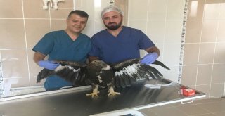 Yaralı Kaya Kartalı Kurtarıldı