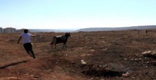 İpini Koparan Kurbanlık Zor Anlar Yaşattı
