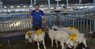 Kurbanlık Almak İçin Bayram Günün Beklediler