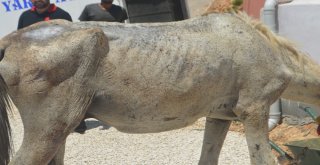 (Özel) Mardinde İşkence Gören At Tedavi İçin İstanbula Gönderildi