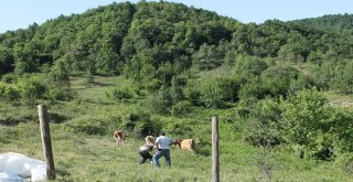 Çalınan İnekler Ahıra 500 Metre Uzaklıkta Bulundu