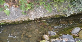 Niksarda Balık Ölümleri Vatandaşları Korkuttu