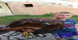 Kümesine Dadanan Şahini Yakalayıp Yetkililere Teslim Etti