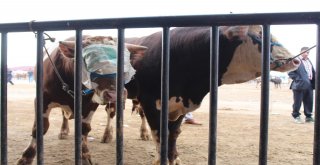 25 Bin Liralık Simental Dana Alana Biri Hediye