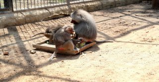 Hayvan Parkındaki Hayvanlara Sıcak Ayarı