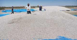 Ziraat Odası Başkanı Koçak: Ülkemiz İçin Milli Ay Çekirdeğini Çitleyin