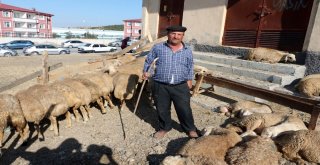 Yozgatta Kurbanlar Kesildi