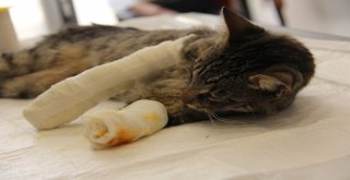 İsmi Kadar Şanslı Olamadı