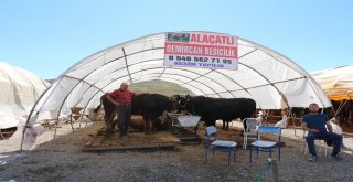 Çankırıda Kurbanlıklar Görücüye Çıktı