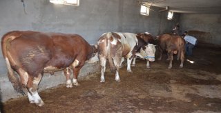 1 Tonu Bulan Kurbanlıklar Sahipleri İçin Yola Çıktı