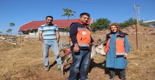İçler Acısı Halde Bulunan Sıpa, Tedavi Altına Alındı