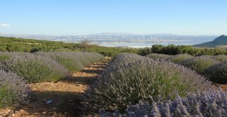 Lavanta Fidanının Üretim Üssü Eğirdir