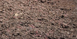 Solucan Sevgisi İş Sahibi Yaptı