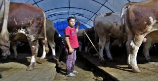 (Özel) Besicilerin 24 Saat Kurban Nöbeti