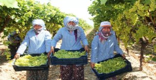 İhracatın İlk Günü 54 Tır Üzüm Gönderildi