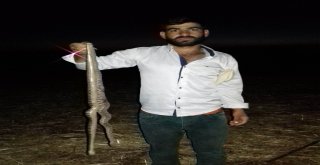 Diyarbakırda Bir Köy Diken Üstünde