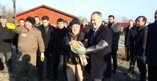 Yaralı şahin özgürlüğüne uçtu